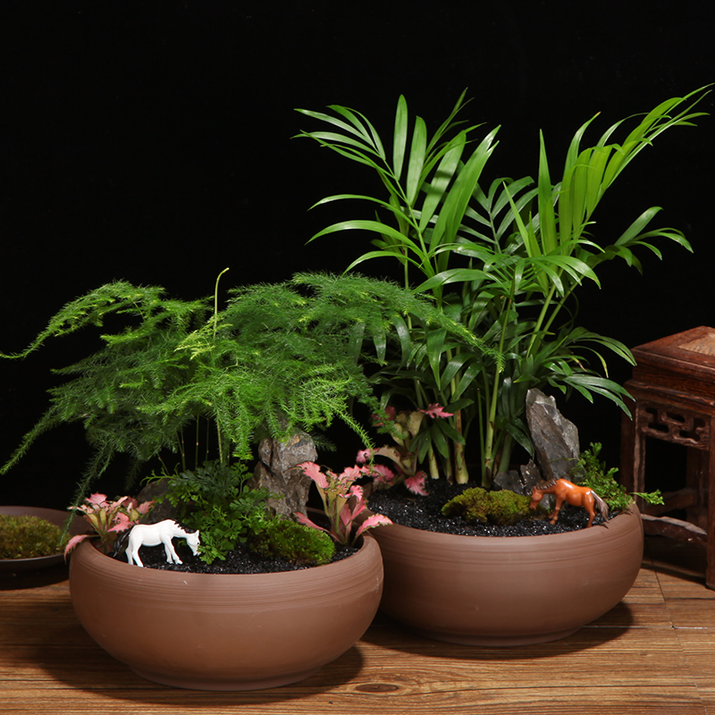 富贵竹 客厅 净化空气_发财树富贵竹圆紫砂微景观盆栽绿植盆景客厅