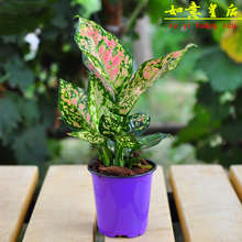 【如意皇后 花】_如意皇后 花图片