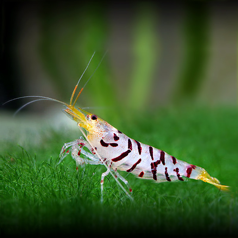 虎纹虾美丽虎皮虾米观赏虾活体除藻虾黑壳20只一组送2只包邮