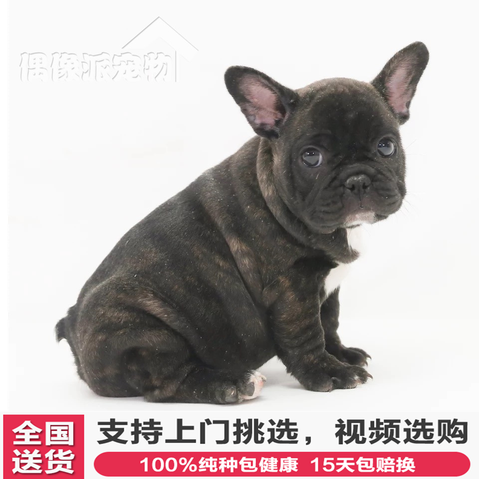 mango 出售纯种法国斗牛犬幼犬 法国斗牛犬虎斑 活体狗狗法斗幼犬