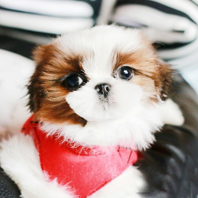 一折狮子狗 宠物 活体_出售纯种赛级狮子犬 西施犬幼犬家养活体宠物