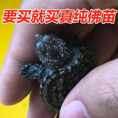 龟仙人爷爷 超爆刺纯佛鳄龟活体杂佛大鳄龟爆刺 鳄鱼龟苗宠物乌龟