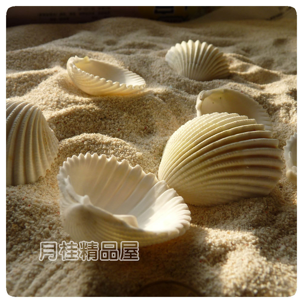 贝壳五角海螺蚂蚁/海星海星a贝壳地中海天然家居装饰首次开通风情借呗多少钱图片