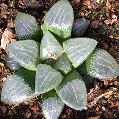 丸叶月影寿非组培 十二卷属实生多肉植物 漳州基地发货 品种好