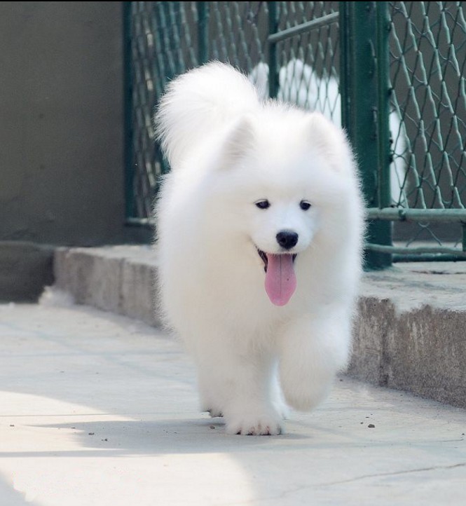 特价萨摩耶犬幼犬活体