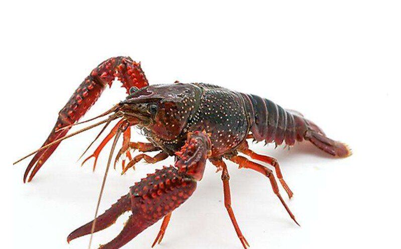 江苏盱眙鲜活小龙虾7钱到9钱一只 清水小龙虾水产大虾活虾红顺丰