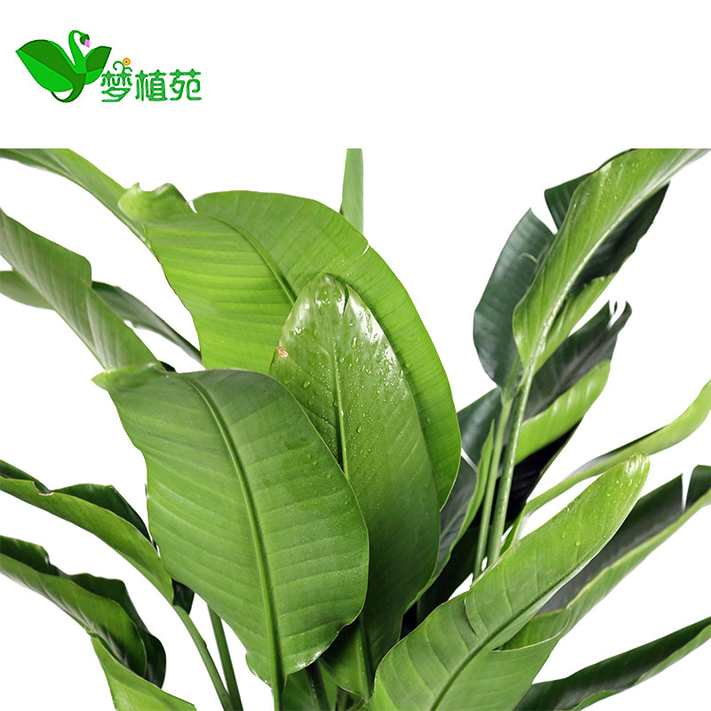 天堂鸟大叶阔叶植物芭蕉树室内客厅大型绿植吸甲醛北京送货鹤望兰