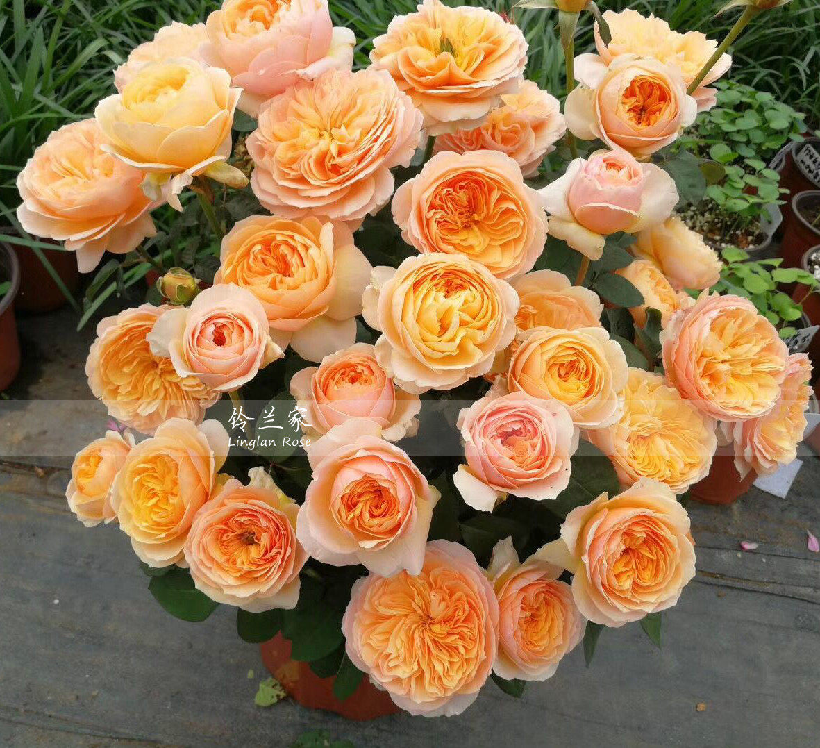 特价朱丽叶旗舰店_铃兰家 | 朱丽叶 欧月花苗切朱奥斯汀月季 盆栽中苗