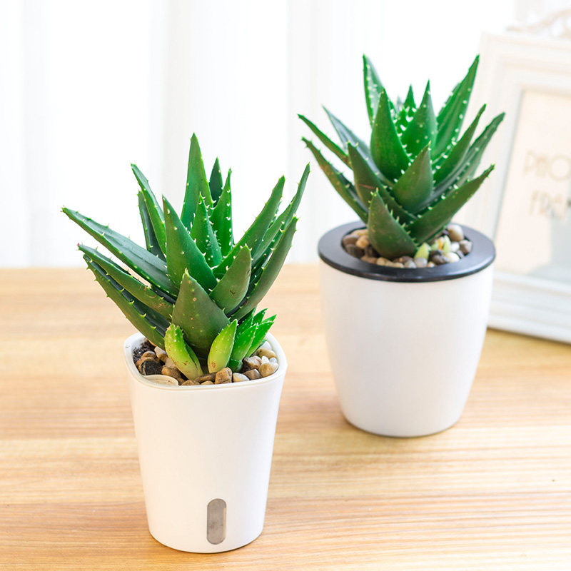 不夜城芦荟盆栽绿植办公室室内植物吸甲醛防辐射净化空气