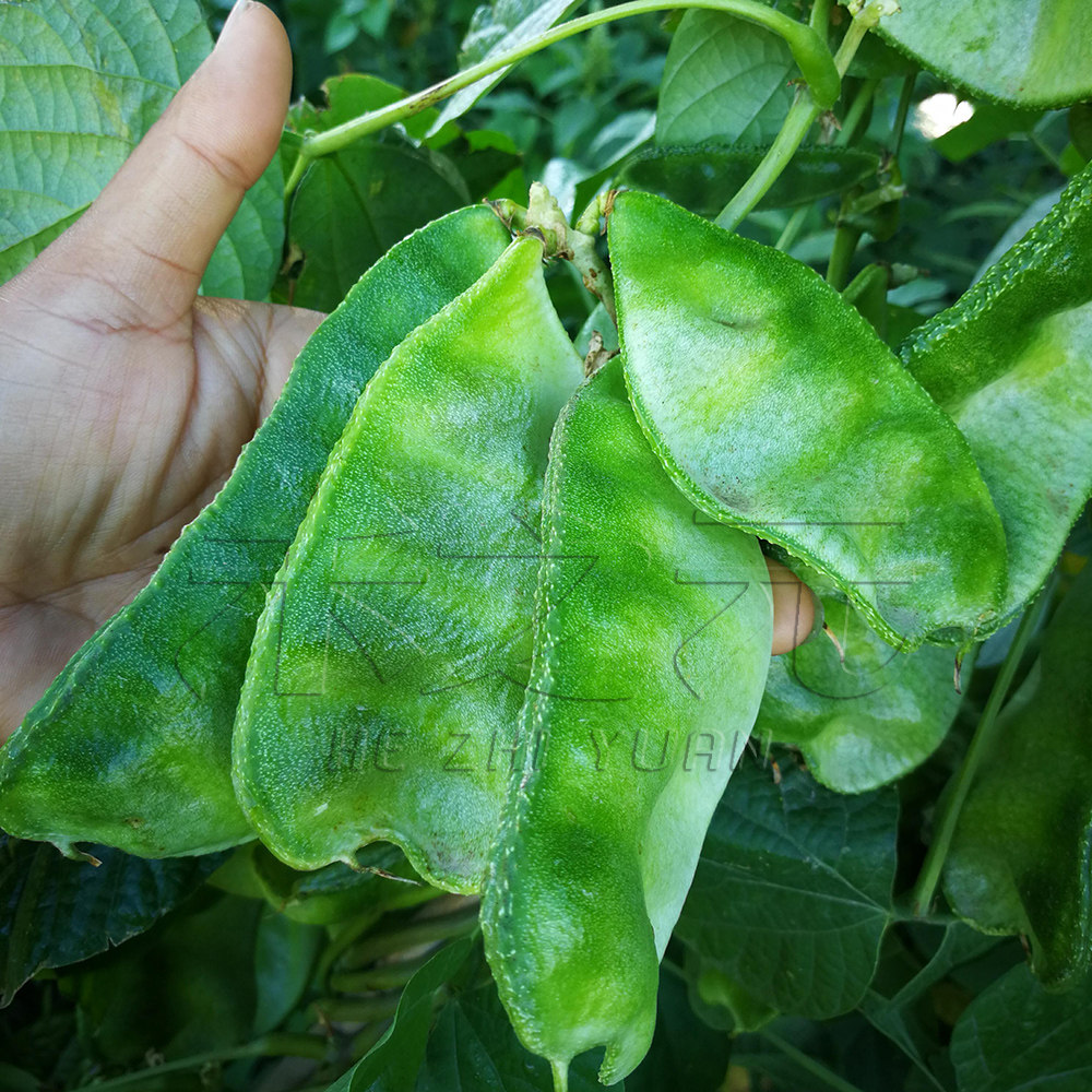 鼻子耳朵小脚丫_猪耳朵扁豆种子传统蔬菜种籽早熟庭院四高产绿眉豆孑