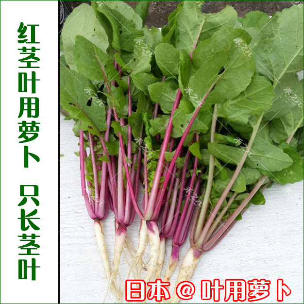 红萝卜种子_叶用萝卜种子 日本进口紫红色叶大根 高端保健蔬菜萝种籽