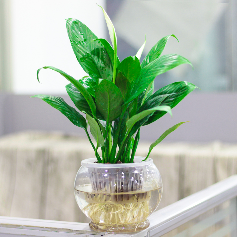 白掌 一帆风顺盆栽 除甲醛 客厅桌面摆放绿植 喜阴花卉 水培盆栽