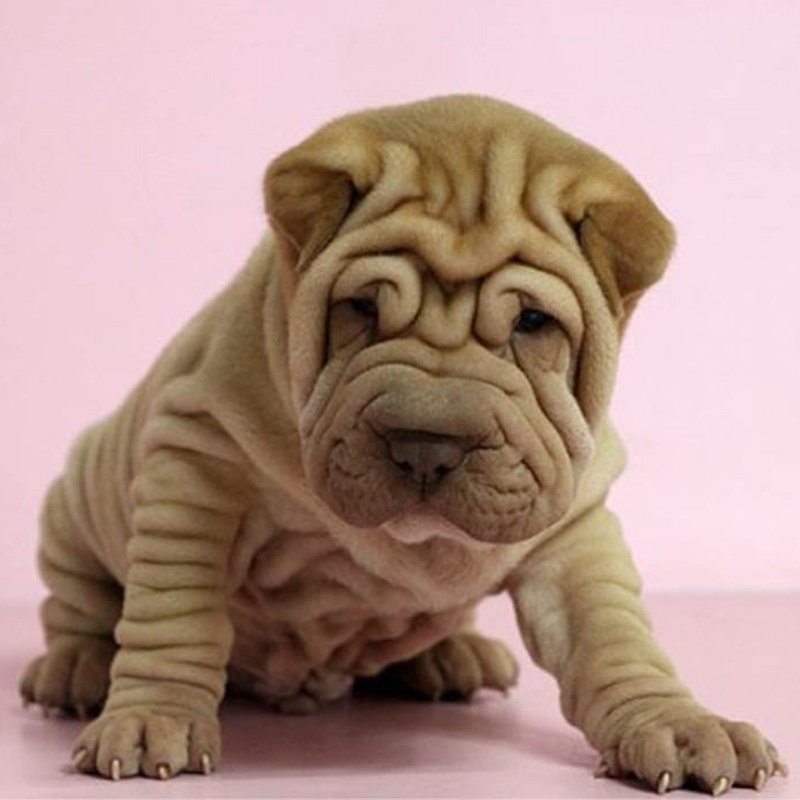 纯种沙皮狗宠活体狗狗邹皮狗儿童礼物家庭犬小型犬幼犬活体沙皮狗