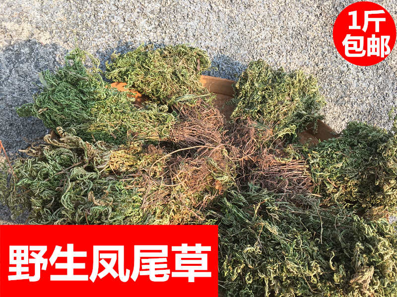凤尾草野生新鲜金丝龙头鸡脚草金鸡尾井栏草金龙草石上柏地柏包邮