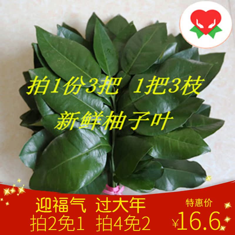 一折柚子_新鲜去晦气柚子叶迎新年柚子叶新婚洗澡现摘现发30年老柚树