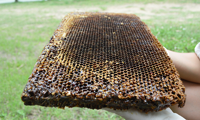 蜂场直销 5年老蜂巢 天然老脾蜂巢老蜂窝 蜂巢素 带框老蜂巢500g