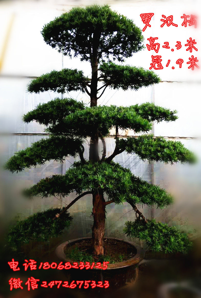 造型专用罗汉松 罗汉松树苗 罗汉松盆景树桩原生态发货带大土球