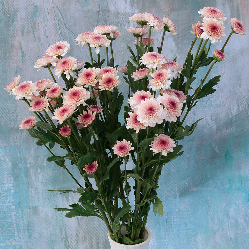 云南鲜花卉多头小菊花小雏菊纽扣菊零售水养家用办公室瓶插花空运