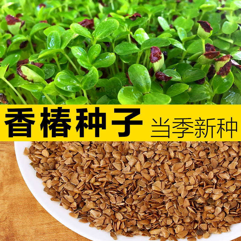 香椿种子红油香椿芽种子芽苗菜种子香椿苗种子纸上种菜新香椿种子