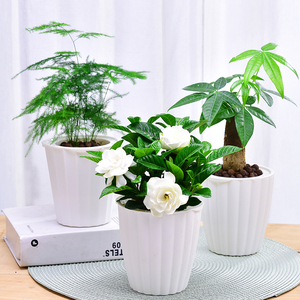 绿萝栀子花发财树文竹绿色植物花卉小盆栽办公室内客厅吸甲醛盆景
