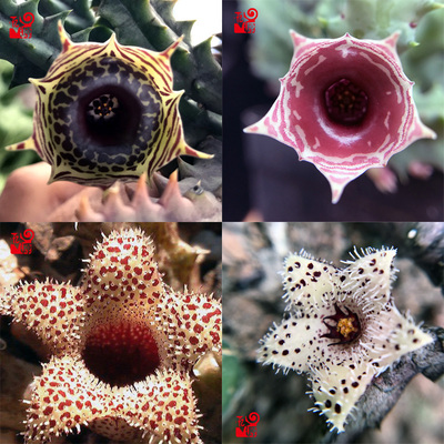 忆源园艺阿修罗姬龙角萝藦锦科精丽阁海葵波斯地毯红珊瑚丽钟阁