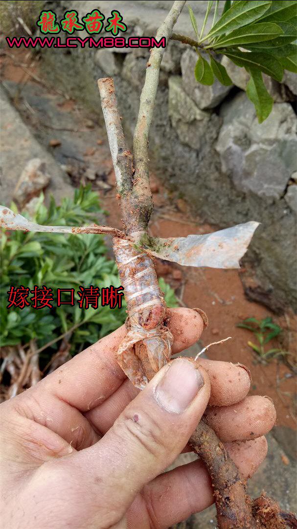 特价杨梅苗