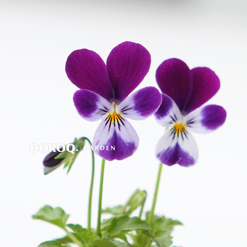 小兔子角堇doroq多洛库飞兔系列耐寒三色堇冬季