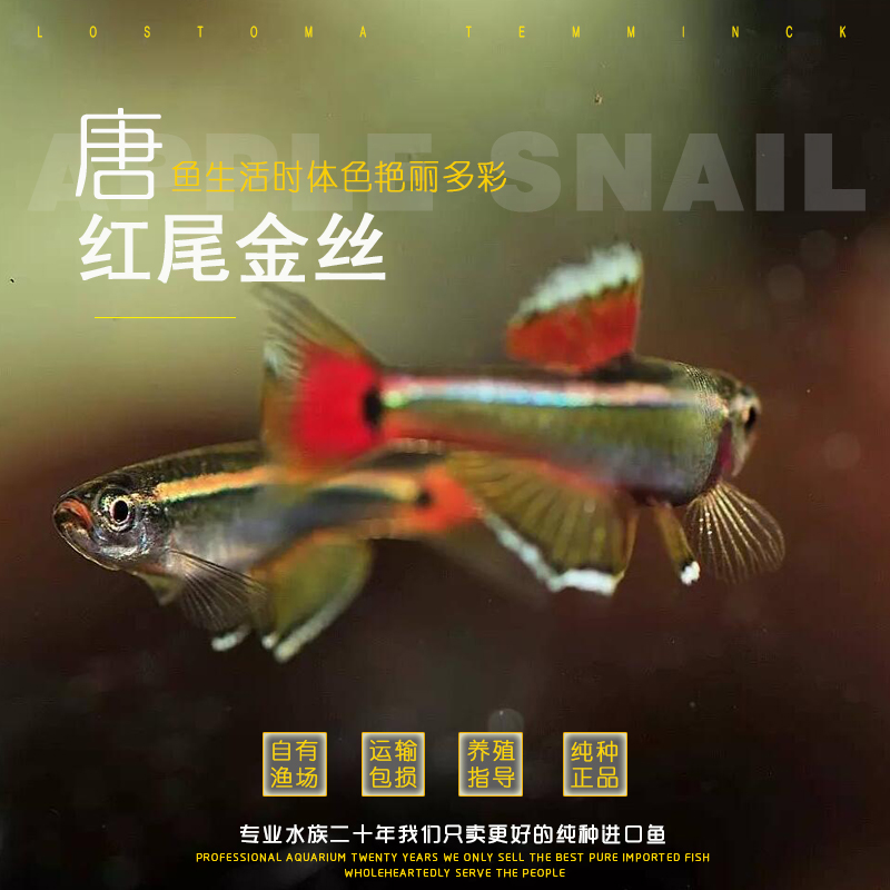 白云金丝鱼 原生鱼 红尾黄化白云金丝鱼 热带鱼观赏活体鱼