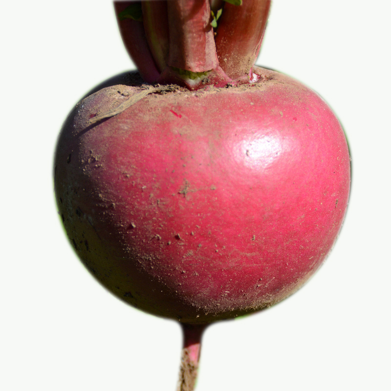 2017年新鲜东北雌性红萝卜正宗东北大红萝卜红皮白芯现拔现发包邮