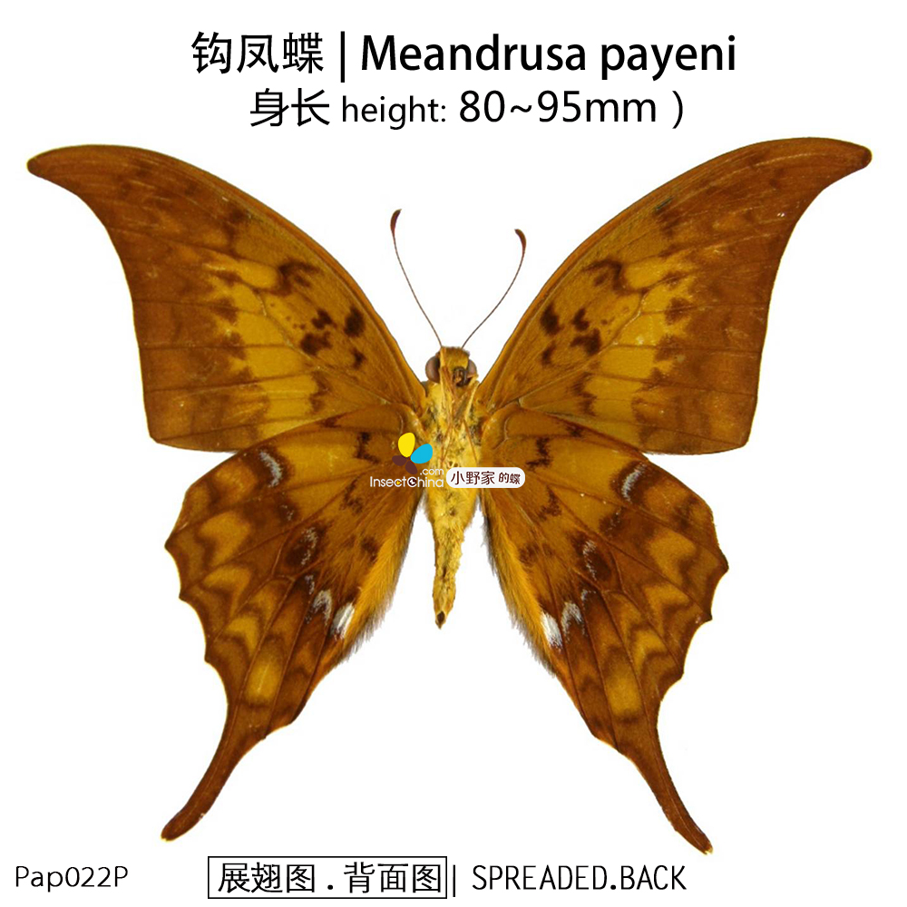 钩凤蝶meandrusa payeni 小野家的蝶