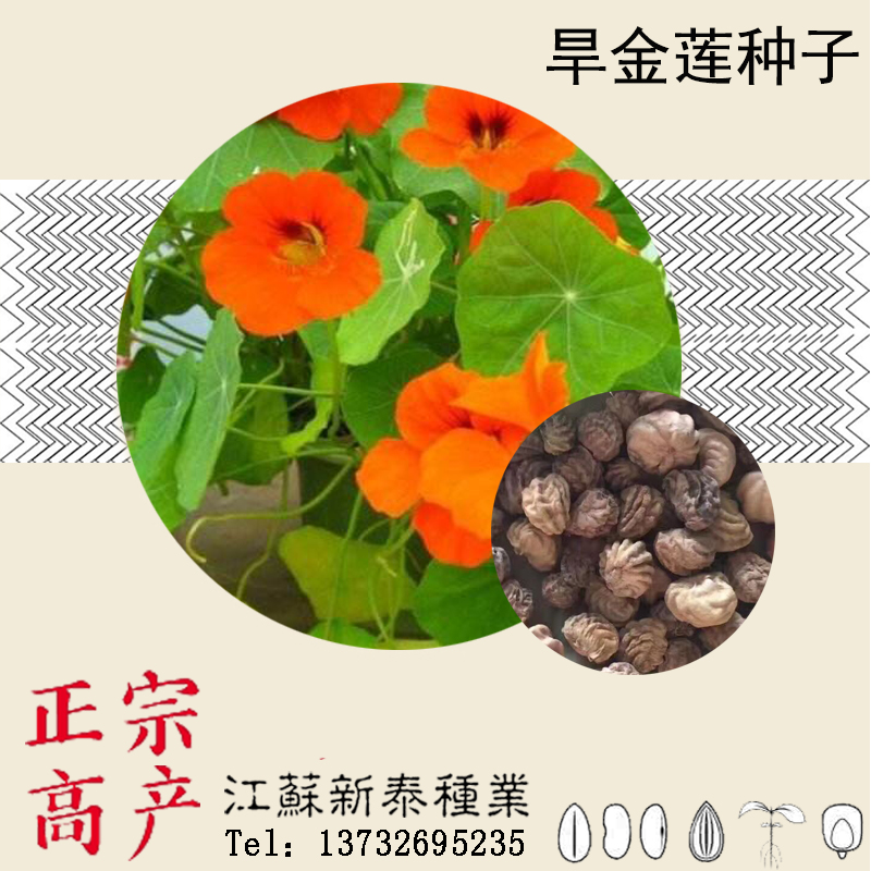 一折金莲花_散装旱金莲种子 四季旱莲花 盆栽攀爬红花金莲花旱荷花