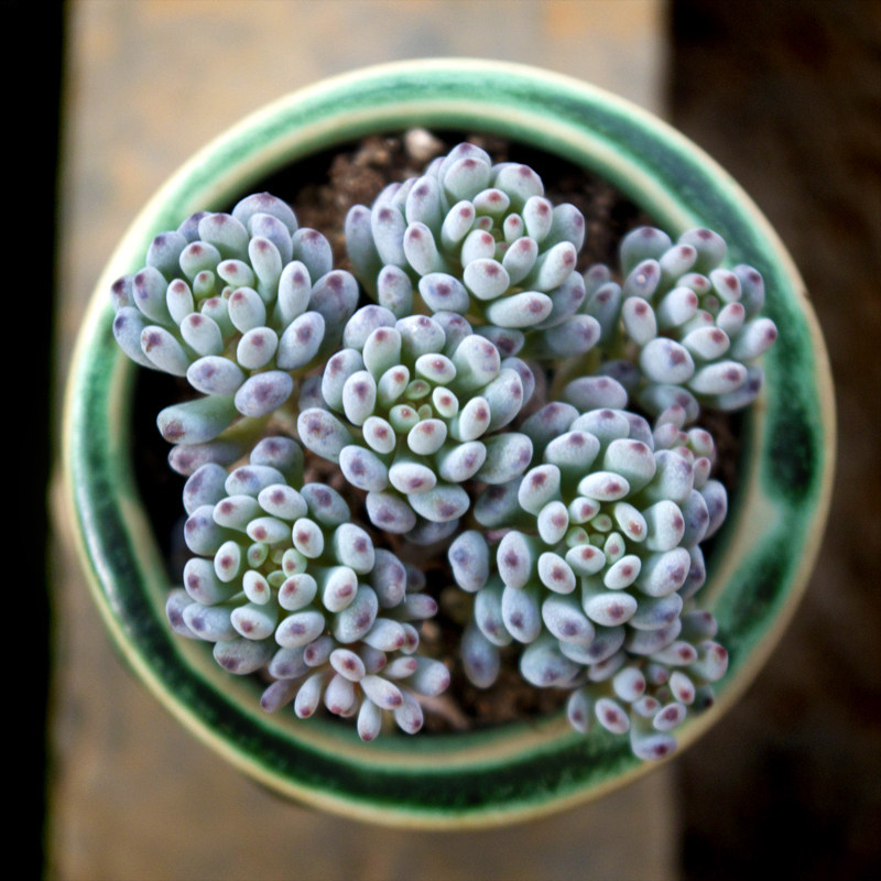 新手想把多肉蓝豆养爆盆,这些常识你要懂