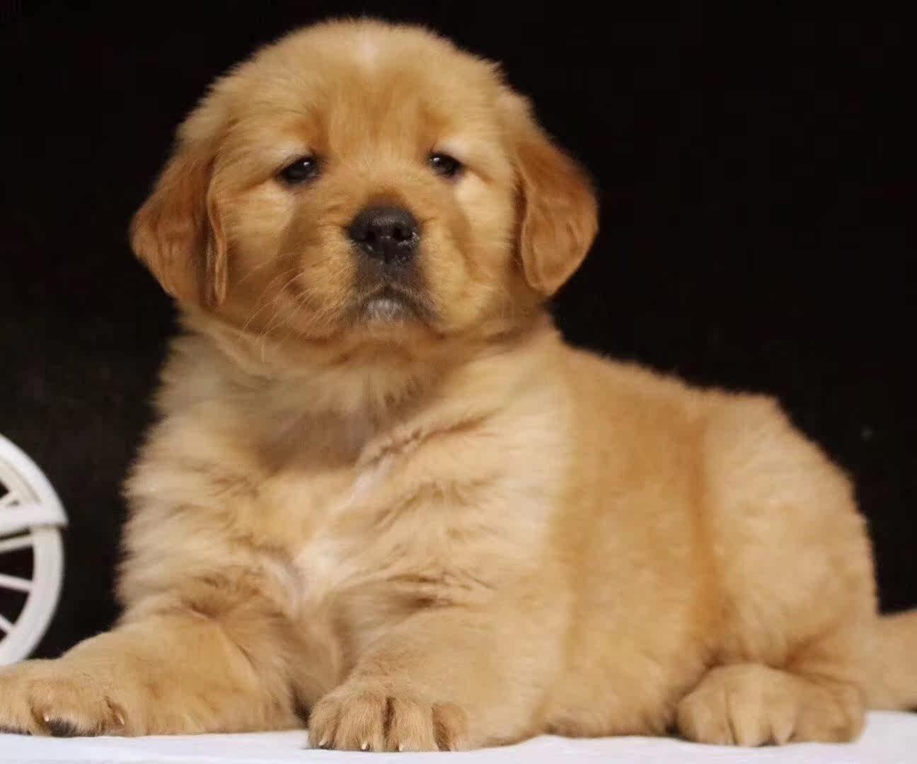 金毛犬活体幼犬