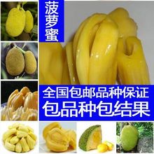 【南方北方种植 四季菠萝蜜树苗】_南方北方种