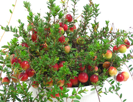 加拿大盆栽蔓越莓苗蔓越橘苗抗炎抗氧化水果小红莓鹤莓