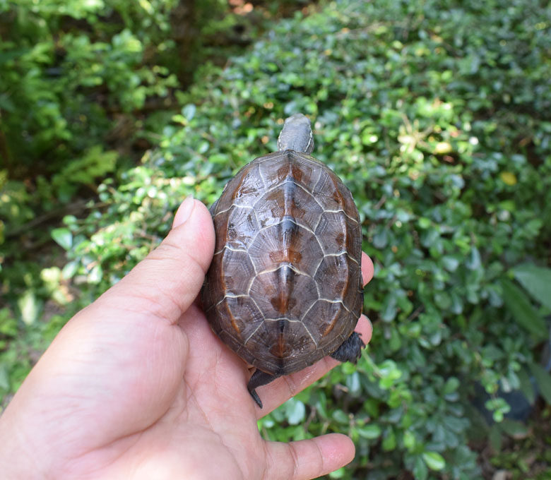 中华草龟苗大额优惠券