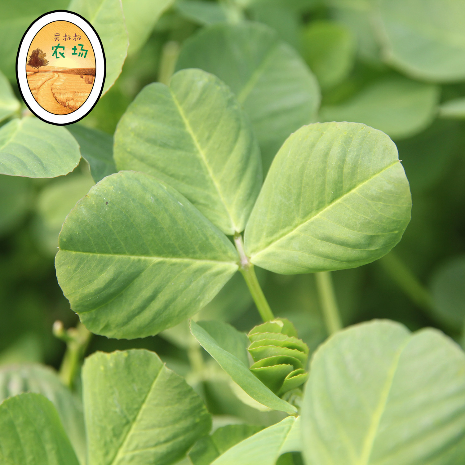 吴叔叔农场 崇明草头 金花菜 四叶草 新鲜 绿色有机