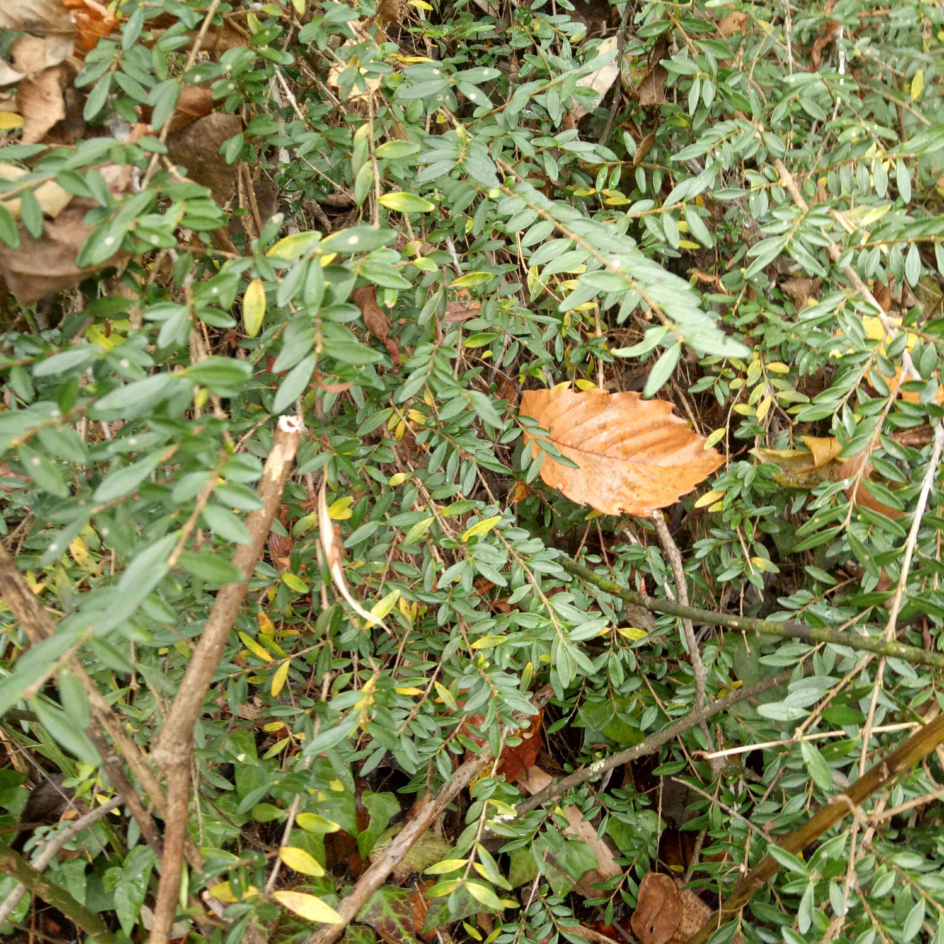 野生树苗 水黄杨 小叶黄杨 造型好 实拍 四季青 盆栽下山桩包成活
