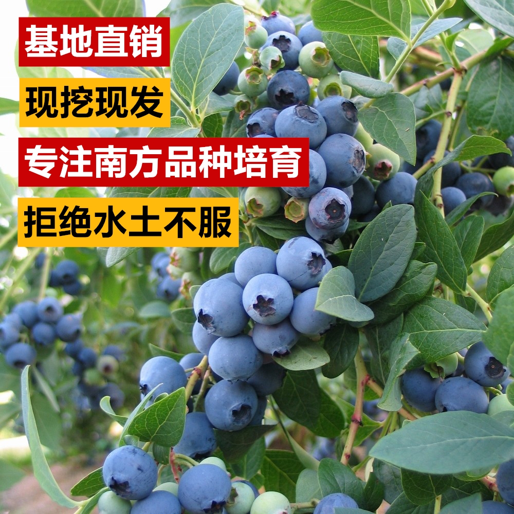 蓝莓苗_佳农 新品种 蓝莓苗 蓝莓树苗庭院果树苗盆栽地栽苗果树南方