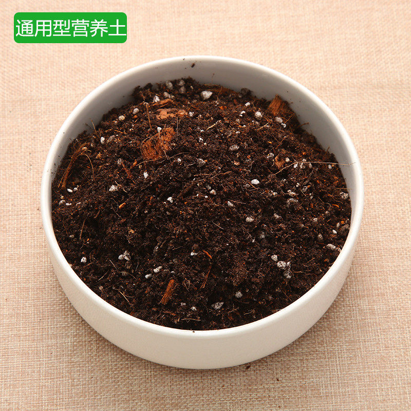 特价营养土多肉植物