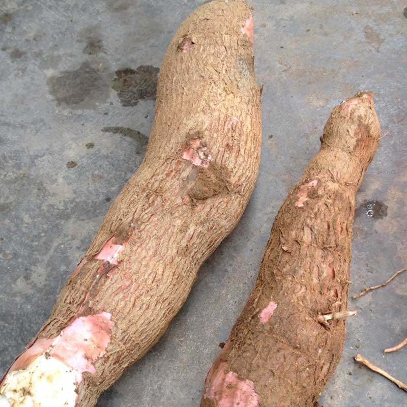 农家现挖木薯新鲜红皮白肉甜木薯面包木薯树番薯木薯粉5斤包邮