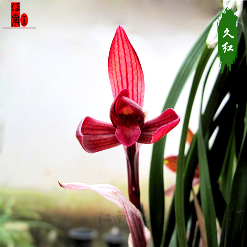 春兰高档铭品红素 久红 精品好养易活浓香花苞兰花苗花卉盆栽绿植