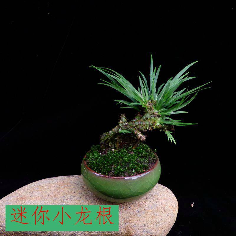 野生龙根菖蒲盆景迷你苔藓室内客厅绿植微盆栽防辐射植物掌柜推荐