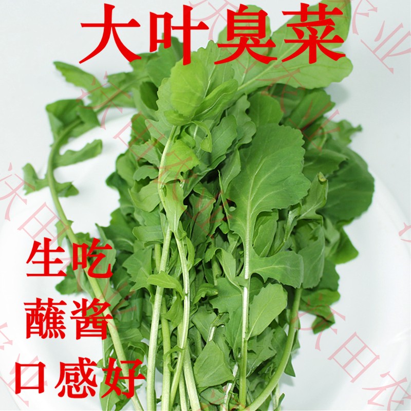 查看淘宝四季蔬菜东北大叶臭菜种子农家芝麻菜蘸酱菜籽野菜阳台菜园