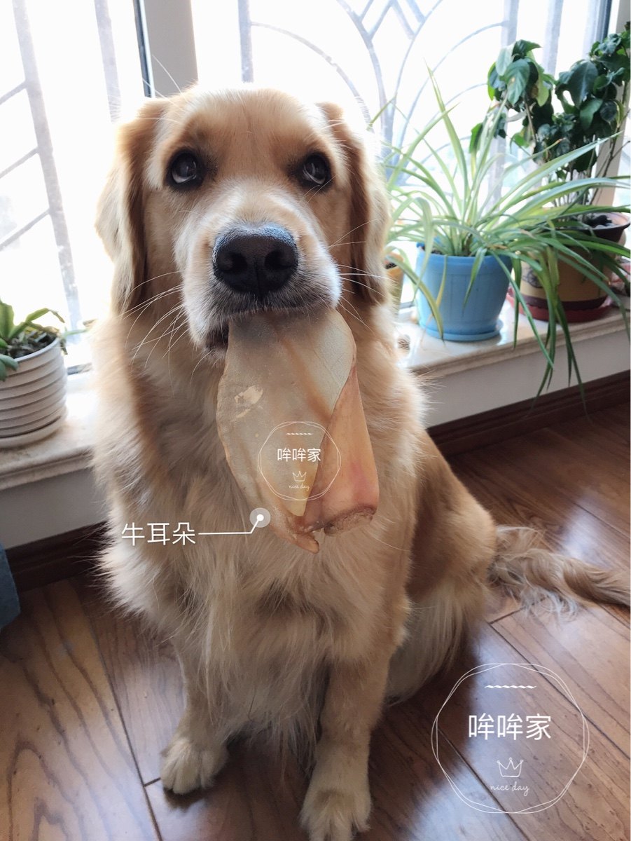 特价狗狗磨牙零食自制_哞哞麻自制风干牛耳朵2只狗狗零食磨牙棒骨狗咬