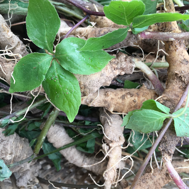 山海螺 500g 野生干品草下奶白河车土党参狗头参四叶