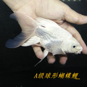 台湾蝴蝶鲤