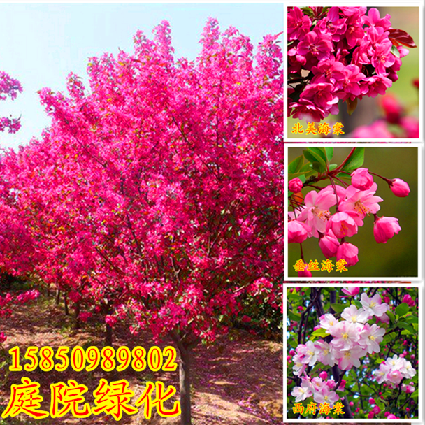 庭院植物 风景树_观赏树苗西府海棠垂丝海棠北美海棠树苗庭院绿化苗木