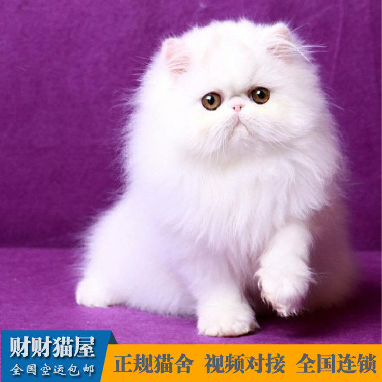 长毛_出售纯种波斯猫幼猫活体 纯白长毛波斯猫金吉拉宠物猫布偶猫活体