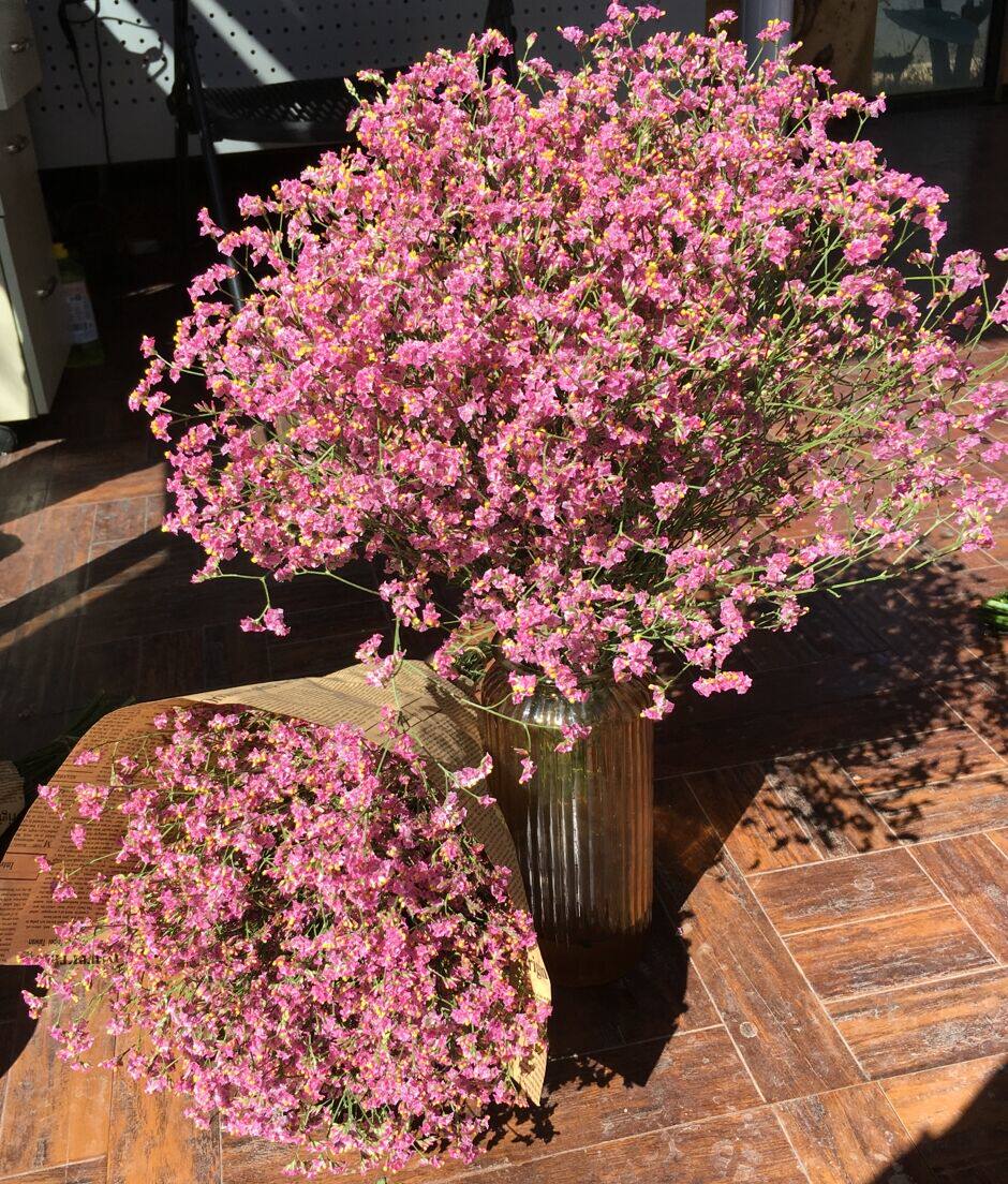 鲜花气垫_水晶草鲜花 红色黄色水晶草 可做干花 昆明鲜花干花航空速递